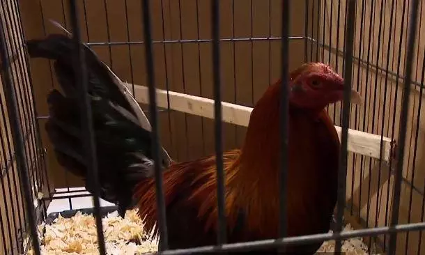 Kodipandalu in US: 21 Indians Arrested!