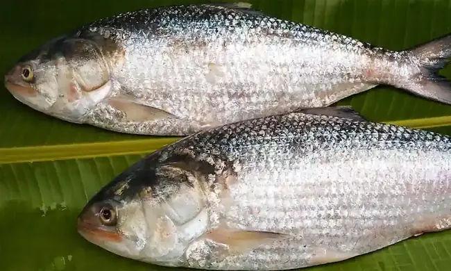 Pulasa Fish @ Godavari: Why Is It So Costly?