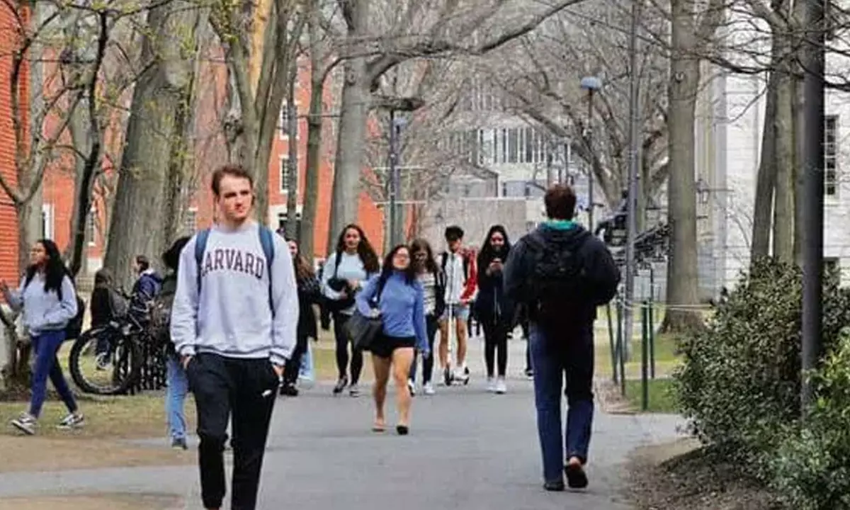 OPT Delay To Job Loss: What’s Really Happening?