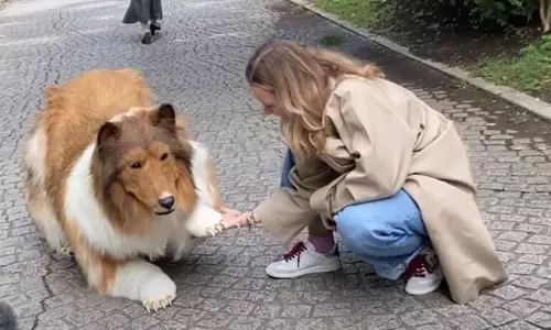 శునకములయందు  ఈ  మానవ శునకం వేరయా... వీడియో  వైరల్!