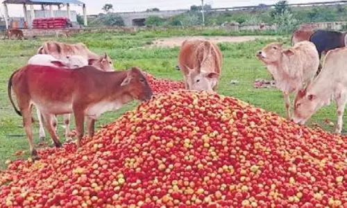 పాతాళానికి పడిన టమాటా.. అమ్మకుండా పారబోసేశారు