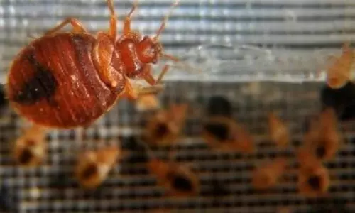 నల్లులపై దండయాత్ర... ఫ్రాన్స్  ప్రభుత్వం పిలుపు!