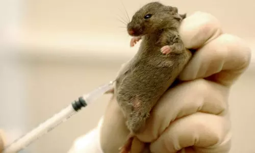 లీటరు ఎలుక పాలు అన్ని లక్షల రూపాయిలా? ఇంతకూ దేనికి వాడతారు?