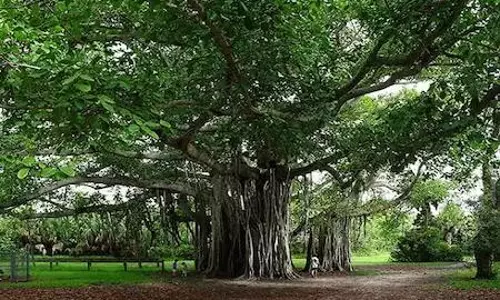 హర్యానాలో చెట్లకు రూ. 2,750 పెన్షన్