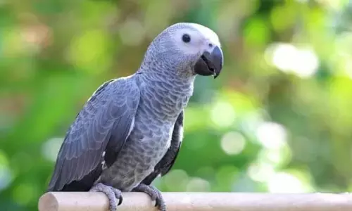 విడాకుల కేసును మూడేళ్లు నడిపిన చిలుక!