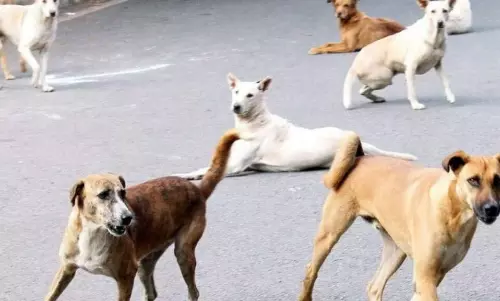 పసికందు ప్రాణం తీసిన కుక్కలు... హైదరాబాద్ లో మరో విషాదం!