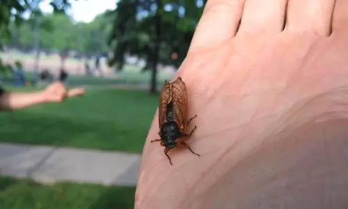 అమెరికాని వణికిస్తున్న సికాడాలు...రెండు శతాబ్ధాల తర్వాత ఫస్ట్ టైం!