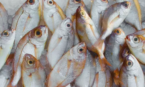 ల్యాబ్ లో చేప మాంసం ఉత్పత్తి.. దేశంలోనే మొదటిసారి!