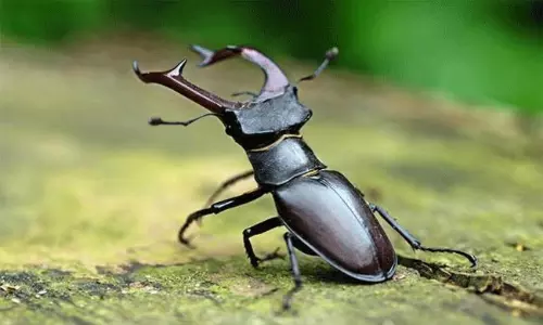 కొమ్ములున్న ఈ కీటకం చాలా కాస్ట్లీ గురూ!