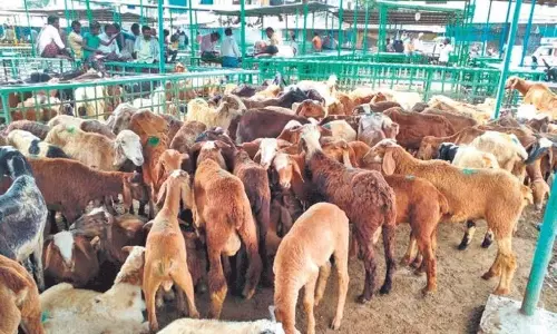 గొర్రెల పథకం స్కాంలో నలుగురు అరెస్ట్...తెరపైకి షాకింగ్ విషయాలు!