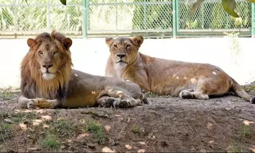 సింహాలకు అక్బర్, సీత పేర్లు.. ఒకే ఎన్  క్లోజర్.. హైకోర్టు సీరియస్!
