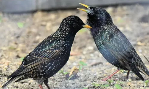 ఖాకీలను కలవరపెట్టిన పక్షి