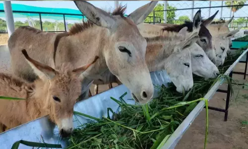 గాడిద పాలకు అంత ధరా?