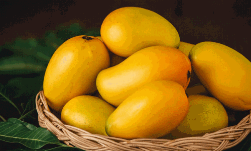 అజీర్తికి మామిడిపండుతో చెక్.. హెచ్ సీయూ పరిశోధన!