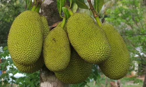 పనస ప్రయోజనాలు ఎన్నో !