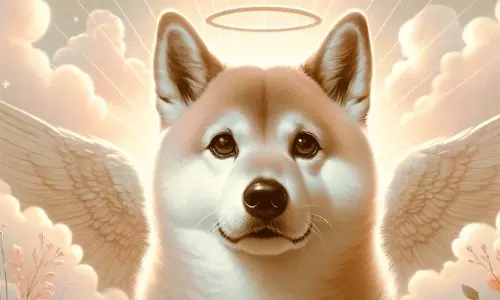 మీమ్‌  డాగ్‌ చిమ్‌  టూ ఇక లేదు... నెట్టింట హాట్  టాపిక్!