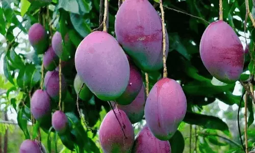 ఈ మామిడి కిలో రూ.2.50 లక్షలు !