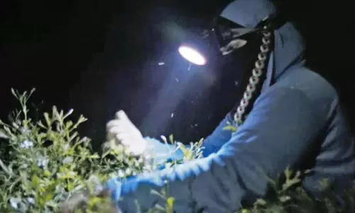 సౌందర్య సువాసనల ‘మల్లె మొగ్గ’ల్లో వాడుతున్న పసిమొగ్గలు