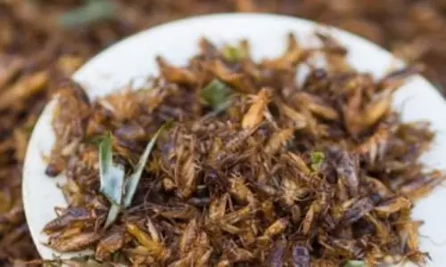 16 రకాల పురుగులను వంటలకు ఉపయోగించే దేశం ఏదో తెలుసా?