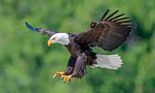 ఆ డేగ.. అమెరికా జాతీయ పక్షి.. 240 ఏళ్లకు గుర్తింపు.. ఇంత వెనుకబాటా?