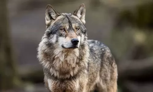 తోడేళ్ల వరుస దాడులకు అసలు కారణమిదే!