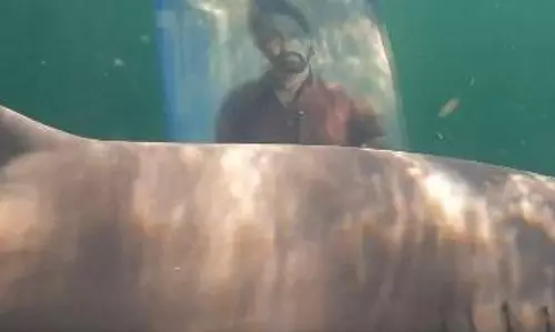 వైరల్‌ : దేవరను టచ్ చేసిన రియల్‌ షార్క్‌!