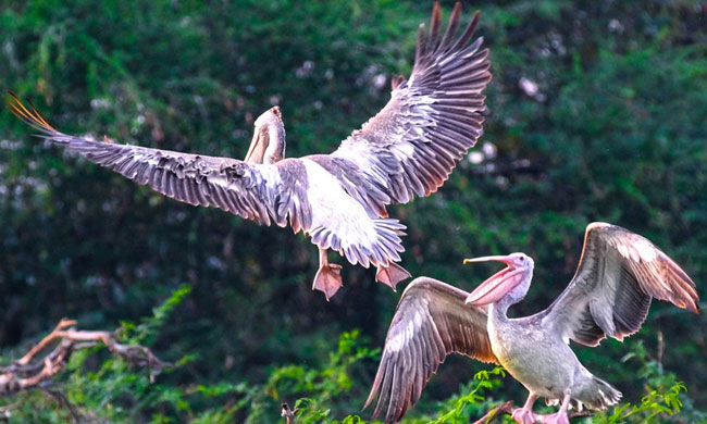 Foreign Birds విదేశీ అతిథుల కోసం చెరువునే రాసిచ్చేశారు.. | Foreign birds come from ...