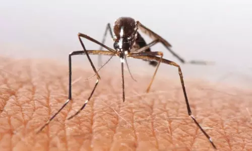 దోమలను దోమలతోనే చంపించే కొత్త ప్రయోగం...  వీర్యమే ఆయుధం!