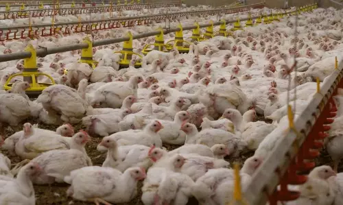 మళ్లీ మొదలైంది... సమ్మర్  లో ముక్క కొరకడం కష్టమేనా?