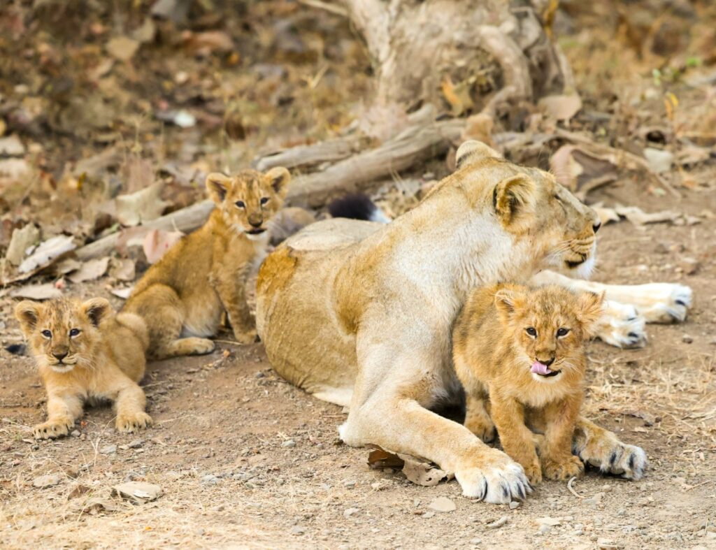 Prime Minister Supports Asiatic Lions On World Wildlife Day Prime Minister Supports Asiatic Lions On World Wildlife Day