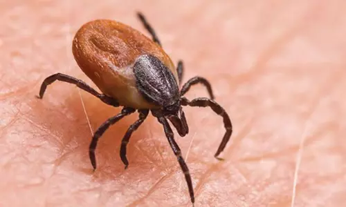 జ్వరానికి ఇవి ఓ ప్రధాన  కారణం... ఏమిటీ స్క్రబ్  టైఫస్?