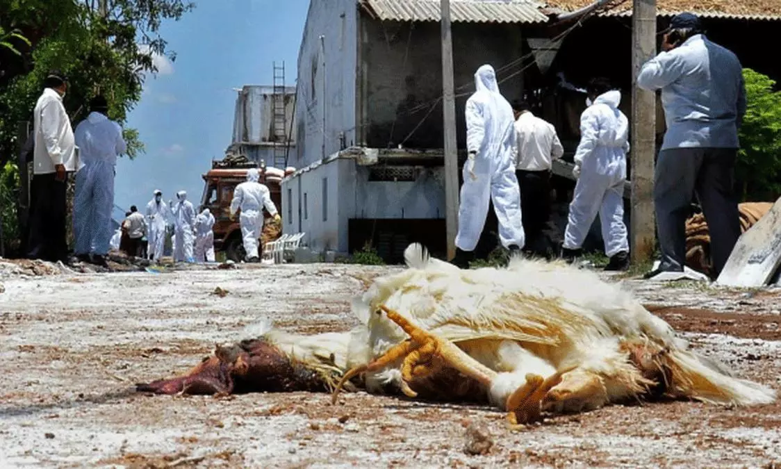 Bird Flu Hits Hyderabad Outskirts 36,000 Chickens Infected