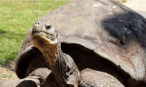 శతాబ్దం నిరీక్షణకు ఫలితం.. తొలిసారి తల్లి అయిన 100 ఏళ్ల తాబేలు!