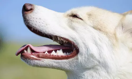 Animals have White teeth With out Brushing