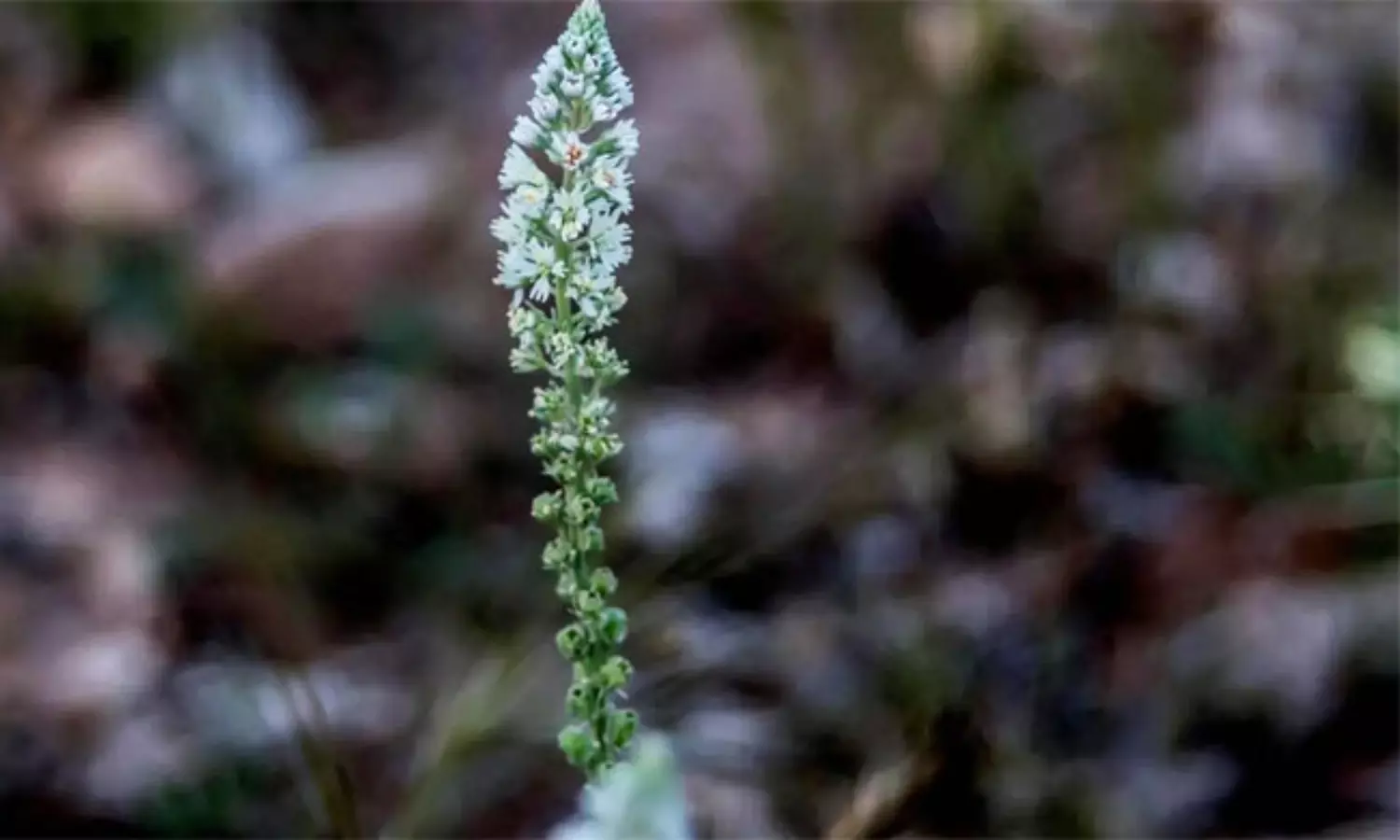 సౌదీ ఎడారిలో బంగారు మొక్క.. తులసిని మించిన ఔషధ గుణాలు!