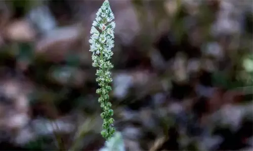 సౌదీ ఎడారిలో బంగారు మొక్క.. తులసిని మించిన ఔషధ గుణాలు!