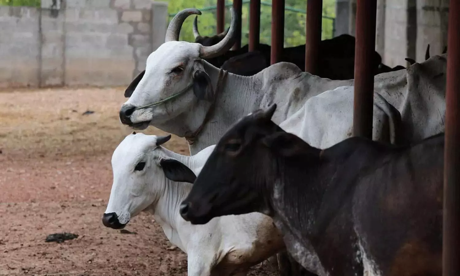 TTD Goshala Controversy