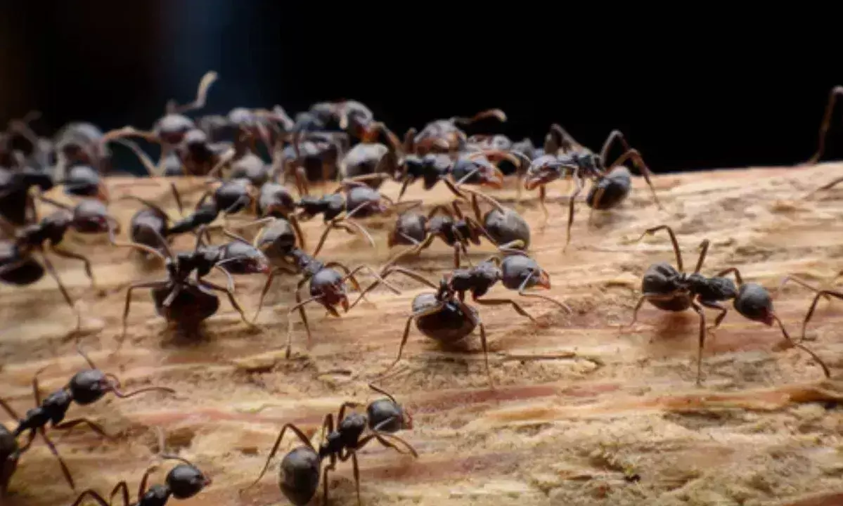 జర్మనీలో చీమల విధ్వంసం.. కరెంటు, ఇంటర్నెట్ బంద్!