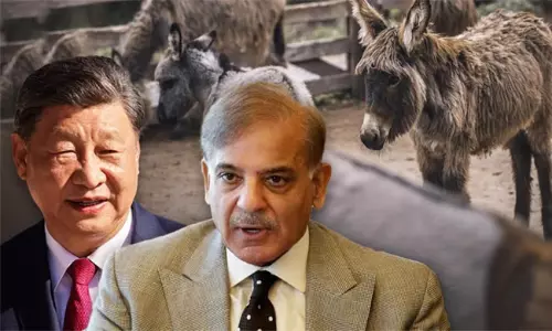 గాడిదల ప్రాజెక్ట్.. పాకిస్తాన్, చైనా మధ్య ప్రత్యేక ఒప్పందం