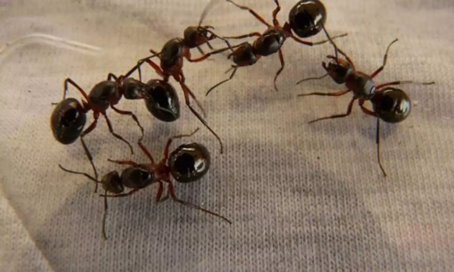 రూ.18వేల విలువైన చీమల అక్రమ రవాణా: నలుగురు అరెస్ట్!