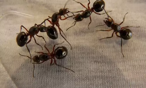 రూ.18వేల విలువైన చీమల అక్రమ రవాణా: నలుగురు అరెస్ట్!