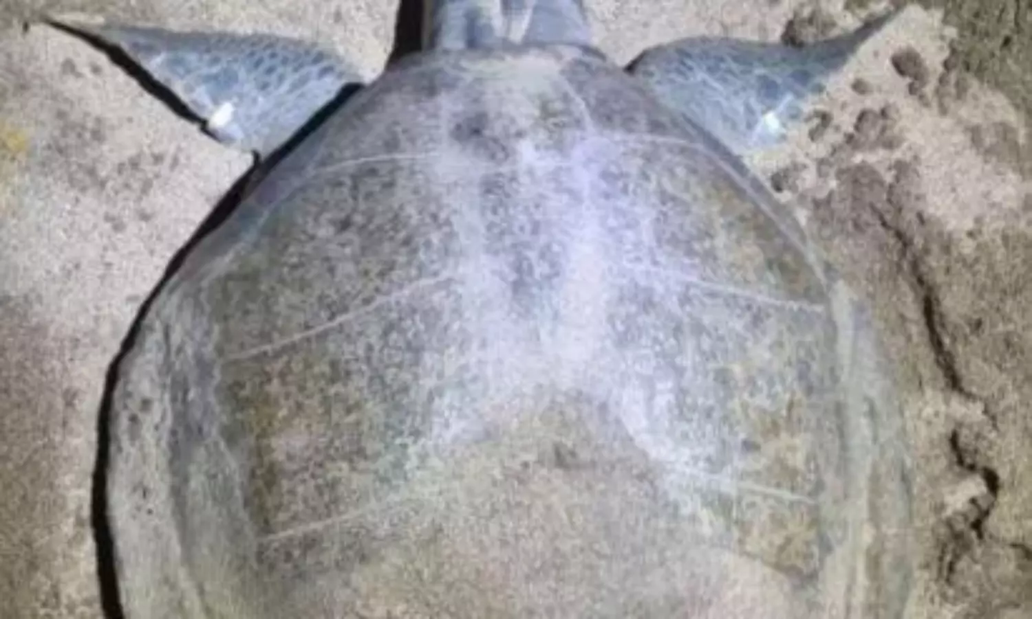 శ్రీలంక మీదుగా 4500 కి.మీ ప్రయాణం.. ఒడిశా నుండి ముంబైకి తాబేలు యాత్ర!