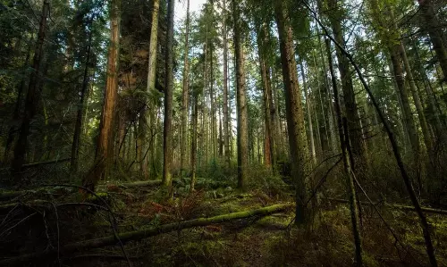 Talking Tree Created by Scientists