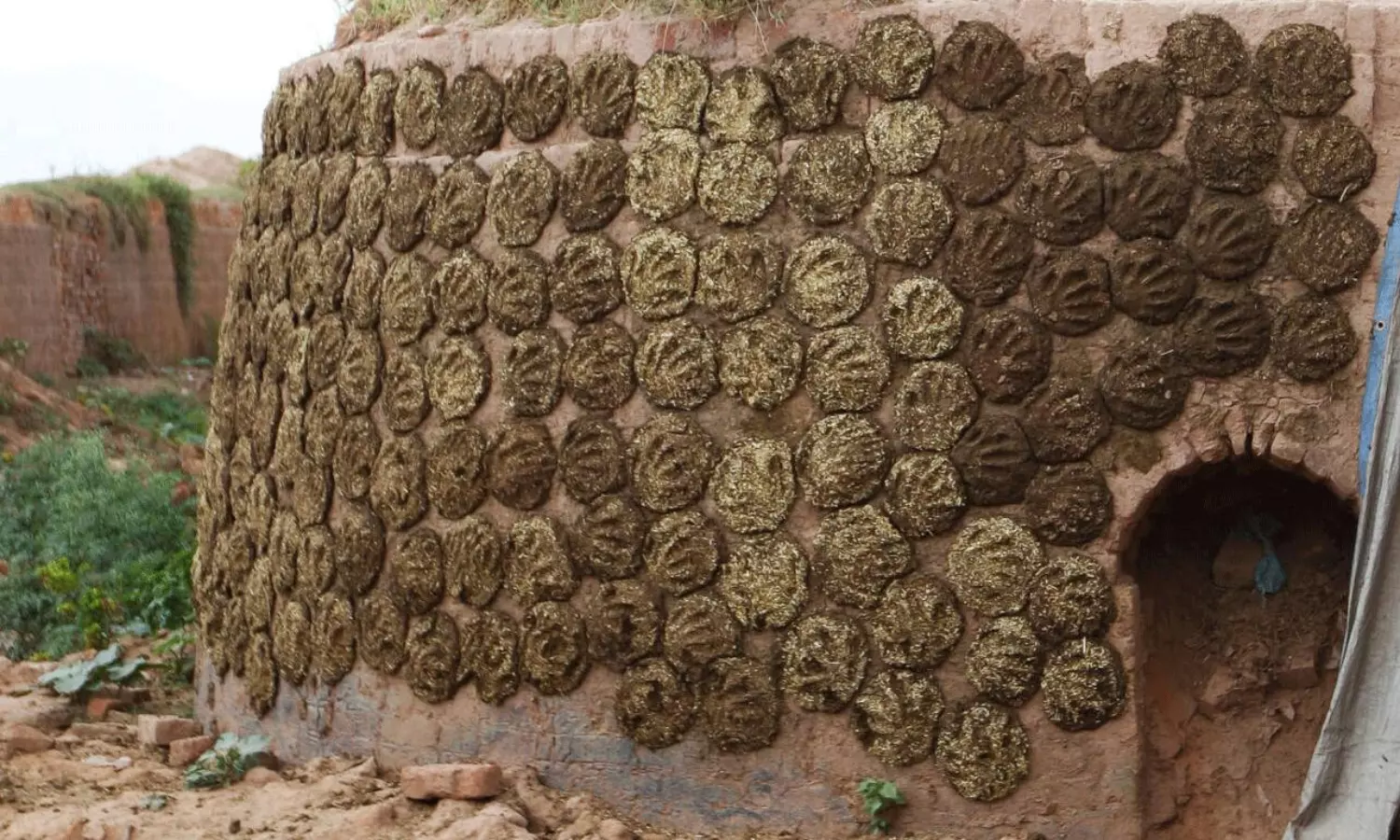 Kuwait Importing Cow Dung  from India