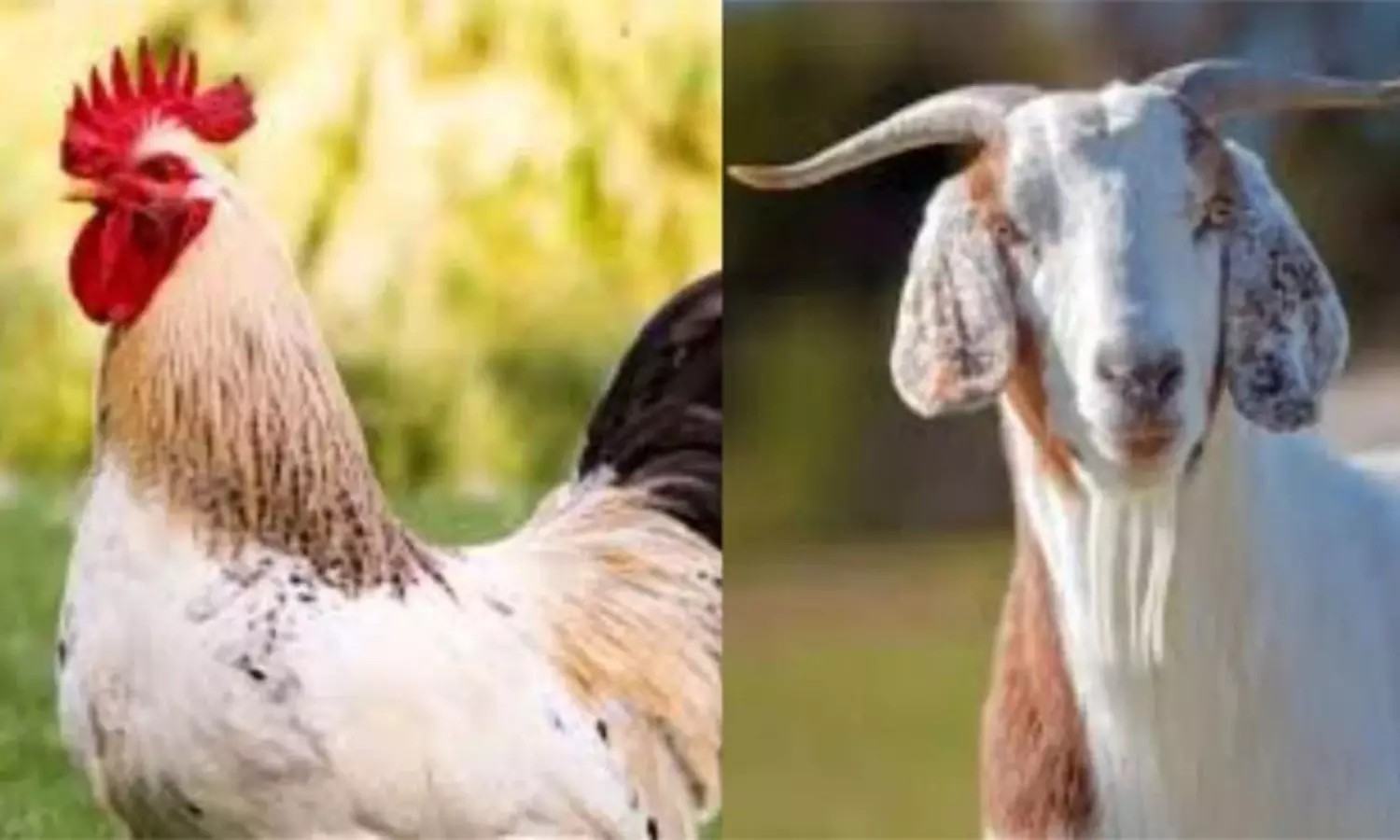 మా కోళ్లు, మేకలను కాపాడండి.. పోలీస్ స్టేషన్లో ఫిర్యాదు మా కోళ్లు, మేకలను కాపాడండి.. పోలీస్ స్టేషన్లో ఫిర్యాదు