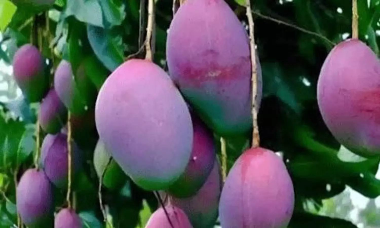 అవును.. ఈ మామిడి కేజీ రూ.3 లక్షలే