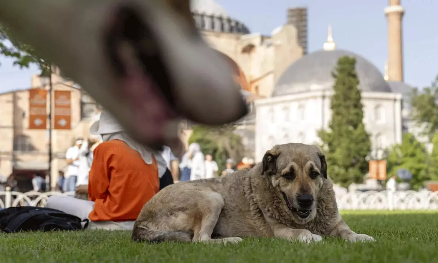 పాకిస్తాన్కు అండగా టర్కీలో కుక్కల పంచాయతీ పాకిస్తాన్కు అండగా టర్కీలో కుక్కల పంచాయతీ