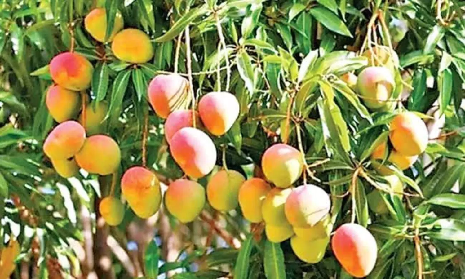 600 ఎకరాలు, 200 రకాలు..కోట్లల్లో ఆదాయం, వేల మందికి ఉపాధి..