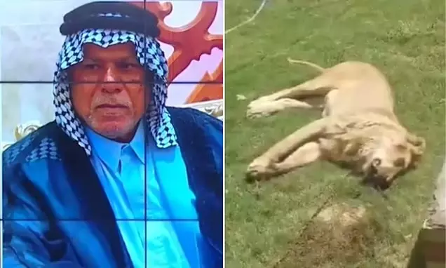 షాకింగ్ ఘటన.. పెంపుడు సింహం చేతిలో దారుణ హత్యకు గురైన వ్యక్తి!