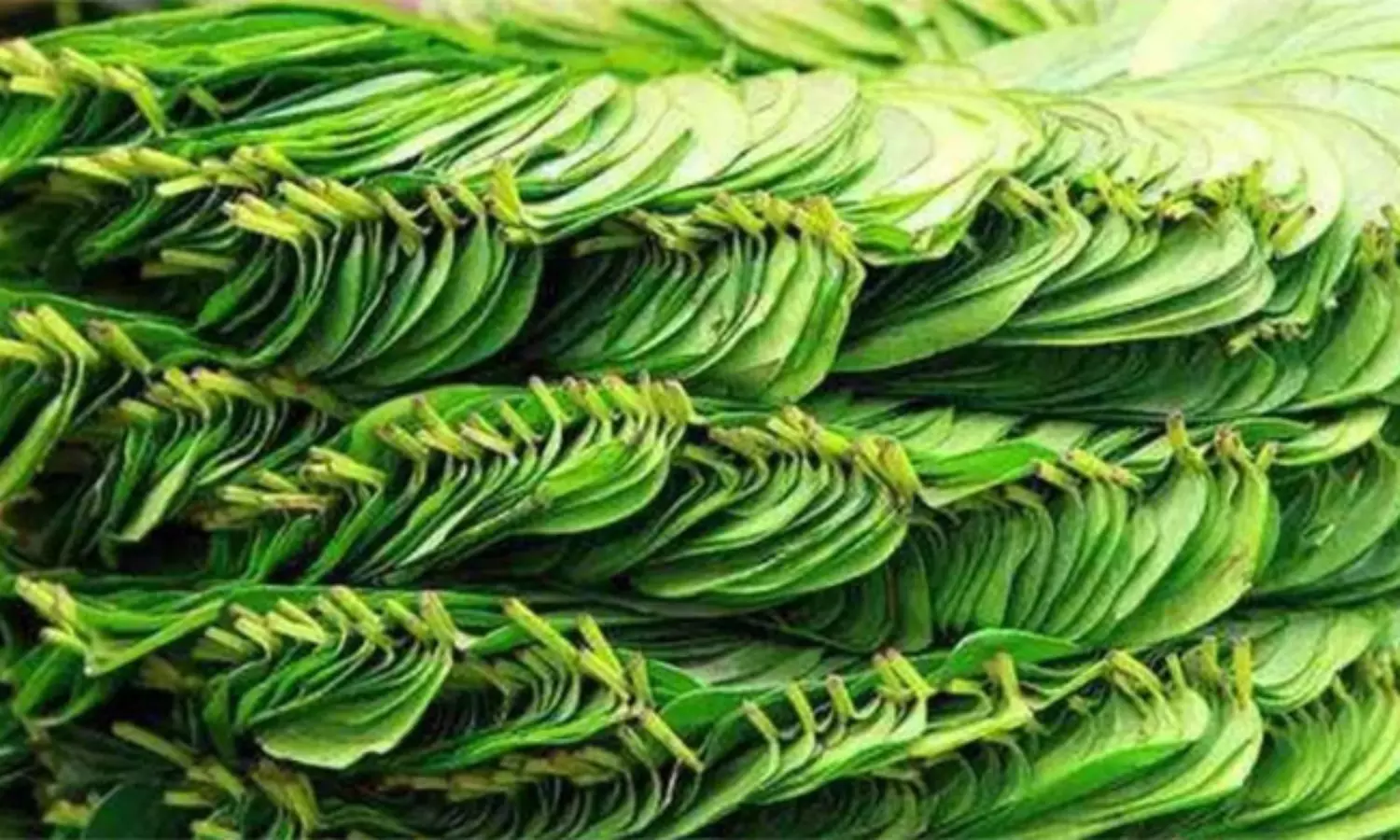 భారత రైతుల షాకింగ్ డెసిషన్.. రాణి పాన్ కోసం పాక్ ఎదురుచూపులు! భారత రైతుల షాకింగ్ డెసిషన్.. రాణి పాన్ కోసం పాక్ ఎదురుచూపులు!